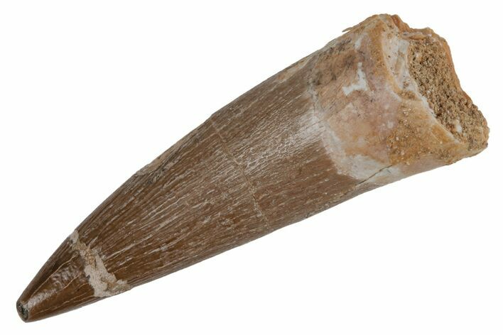 Fossil Plesiosaur (Zarafasaura) Tooth - Morocco #211443